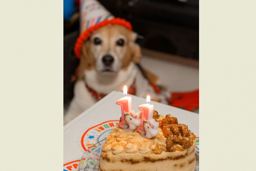 Θεσσαλονίκη: Ένα ζαχαροπλαστείο αποκλειστικά για σκύλους! (BINTEO)