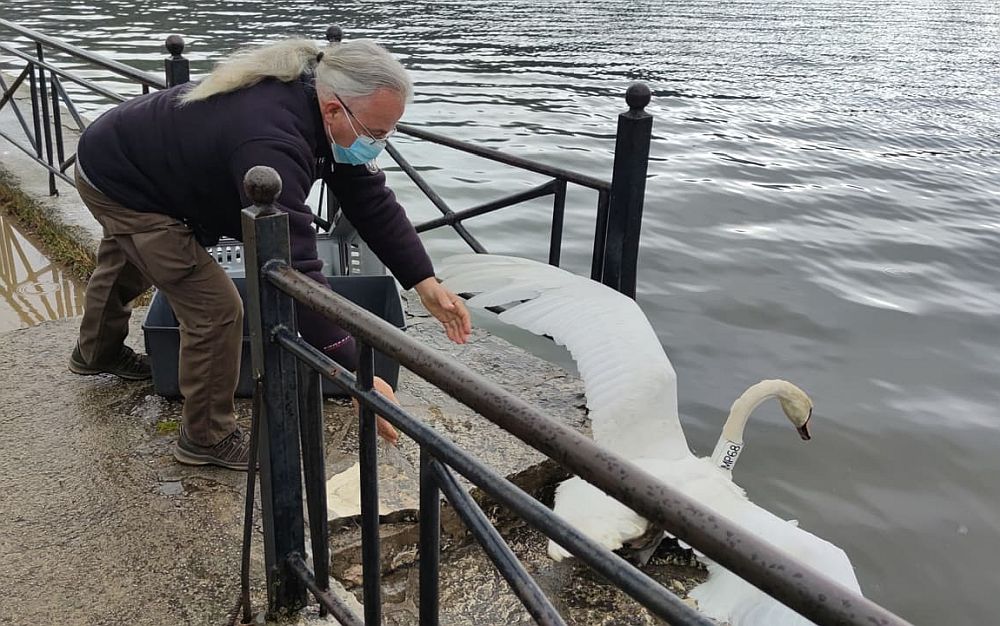 O θλιμμένος κύκνος της Καστοριάς