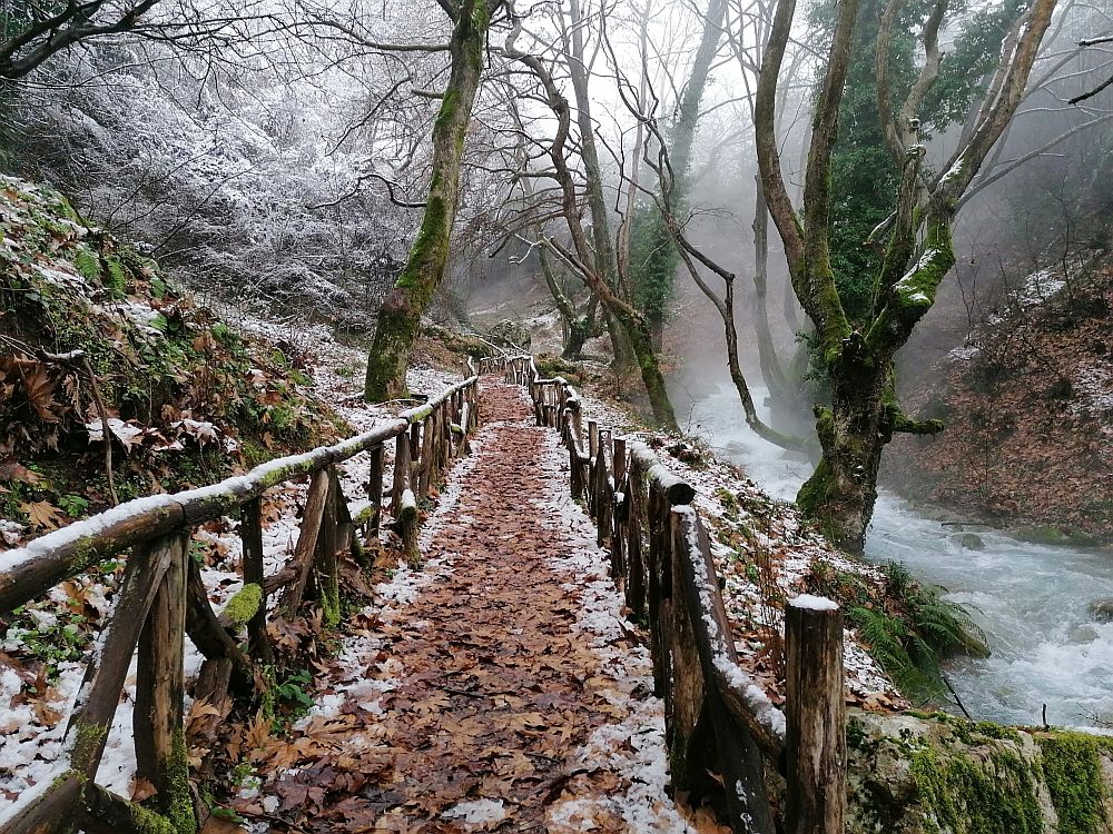 Το μυστηριώδες δάσος στην Ελλάδα με τα δέντρα που χορεύουν (ΒΙΝΤΕΟ)