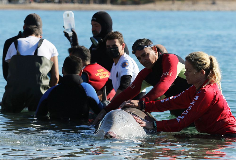 Νεκρή φάλαινα: Θλιβερή επιβεβαίωση μιας λάθος επιχείρησης