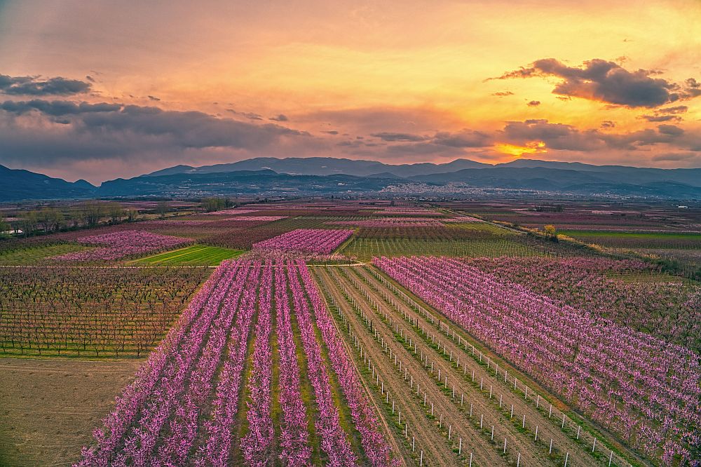 Βέροια: Άνθισαν οι ροδακινιές και βάφτηκε...ροζ ο εύφορος κάμπος της Ημαθίας