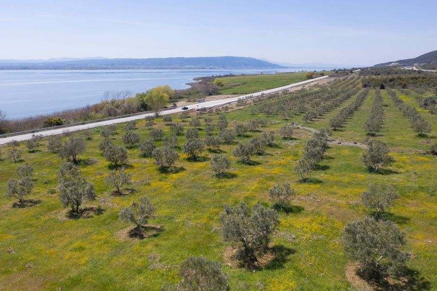 Μοναδικό στη Μεσόγειο δασόκτημα με 60.000 αγριελιές στη Βόλβη (ΒΙΝΤΕΟ)