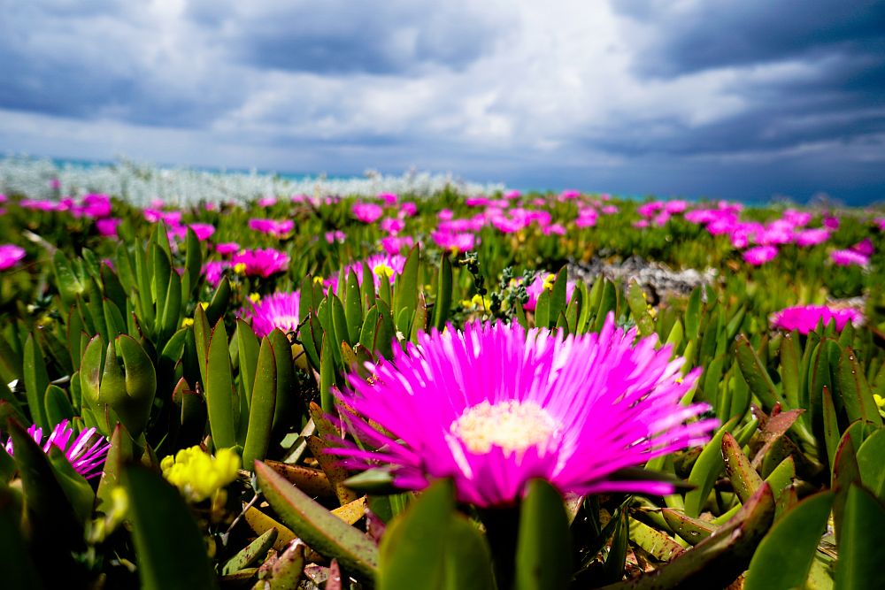 Καιρός: Ηλιοφάνεια με αραιές νεφώσεις και με ασθενείς τοπικές βροχές