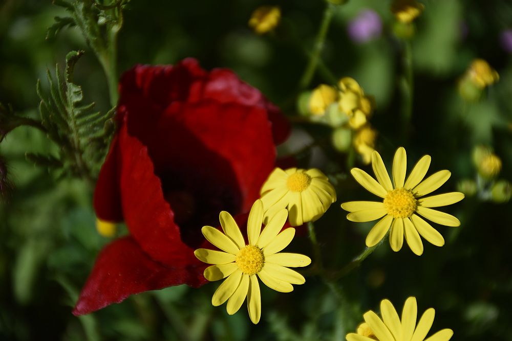 Καιρός: Ανεβαίνει κι άλλο η θερμοκρασία