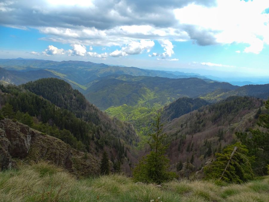 Παρθένο δάσος Φρακτού: Εκεί όπου τα δέντρα πεθαίνουν όρθια