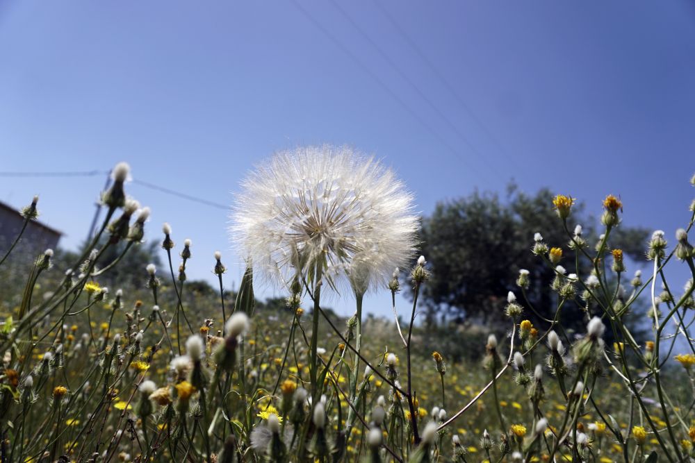 Καιρός: Ηλιοφάνεια σε ολόκληρη σχεδόν τη χώρα