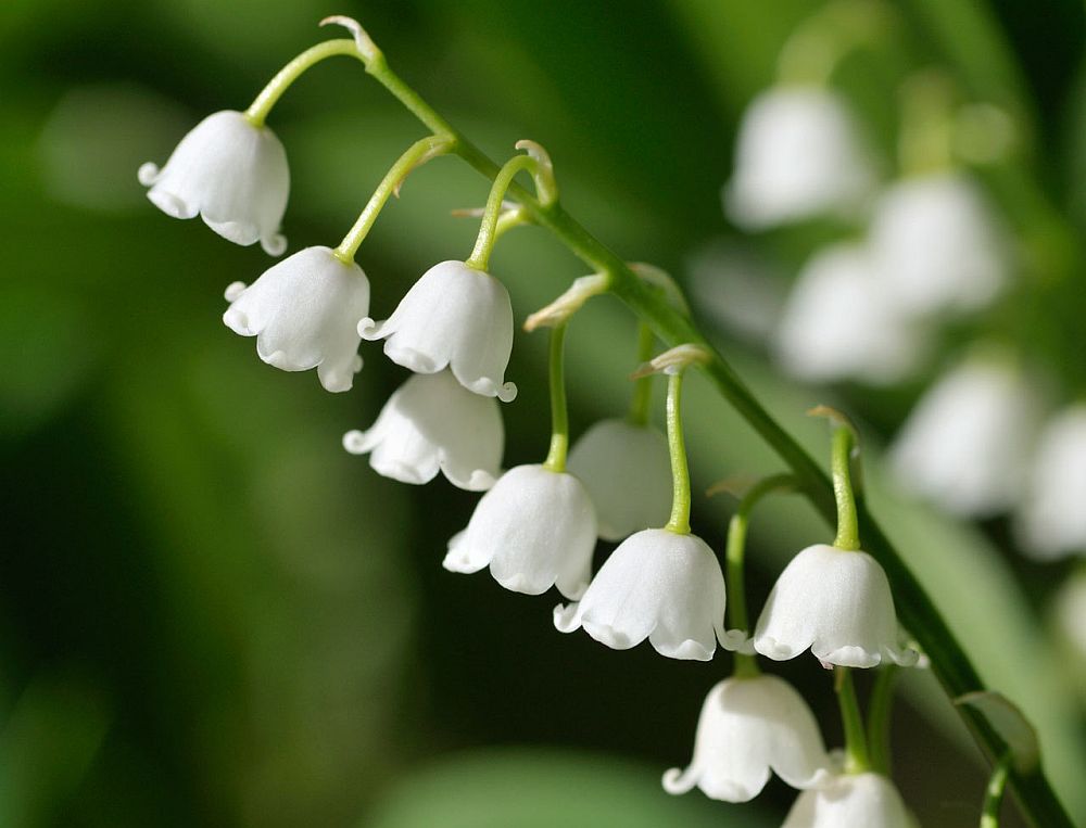 Το κρίνο της κοιλάδας, ένα από τα πιο αγαπημένα λουλούδια του Μάη