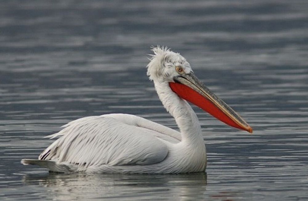 Πρέσπες: Η μοναξιά των αργυροπελεκάνων που έχασαν το ταίρι τους