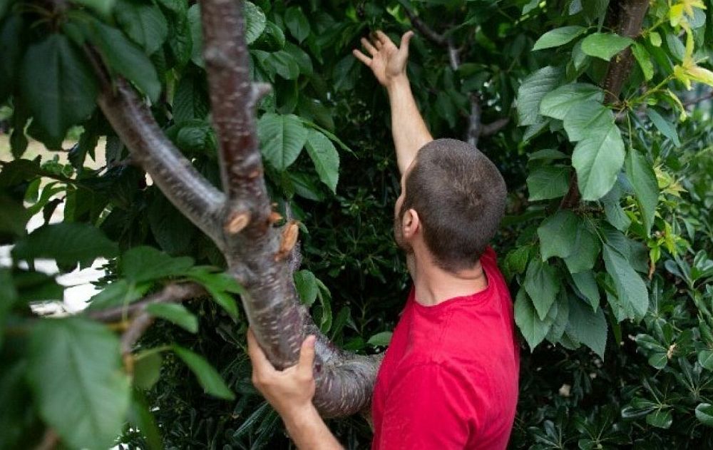 Φοιτητές και εκπαιδευτικοί προμηθεύονται τα φρούτα τους από την αυλή του ΠΑΜΑΚ (ΒΙΝΤΕΟ)