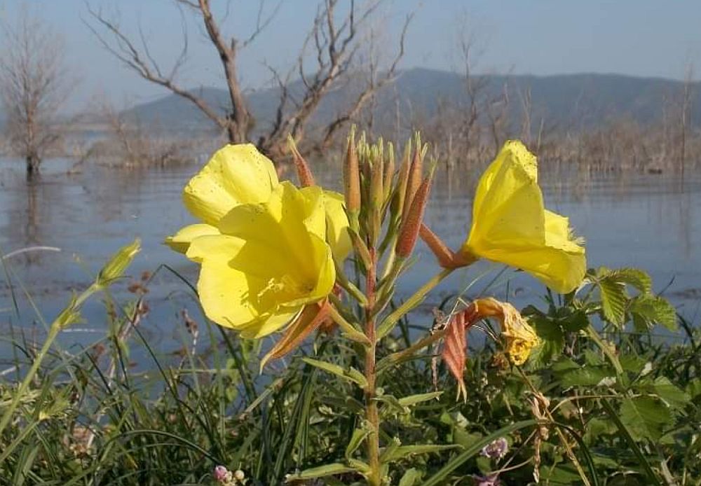 Το κίτρινο λουλουδάκι που φυτρώνει μόνο στην περιοχή της Δοϊράνης