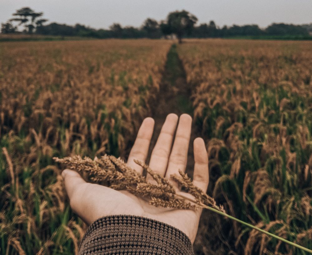 Αργεντινή: Έρχονται τα γενετικά τροποποιημένα σιτηρά - Λύση ή «κατάρα»;