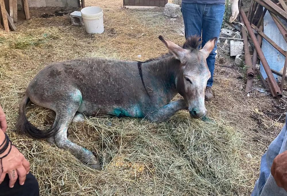 Κακοποίηση ζώων: Το γαϊδουράκι της Ζίτσας και οι γκρίζες ζώνες στην εφαρμογή του νόμου
