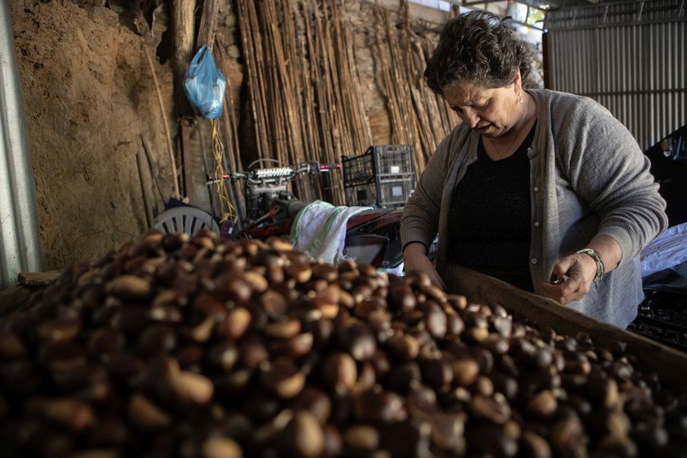 Στον καστανιώνα της Αγιάσου (ΒΙΝΤΕΟ)