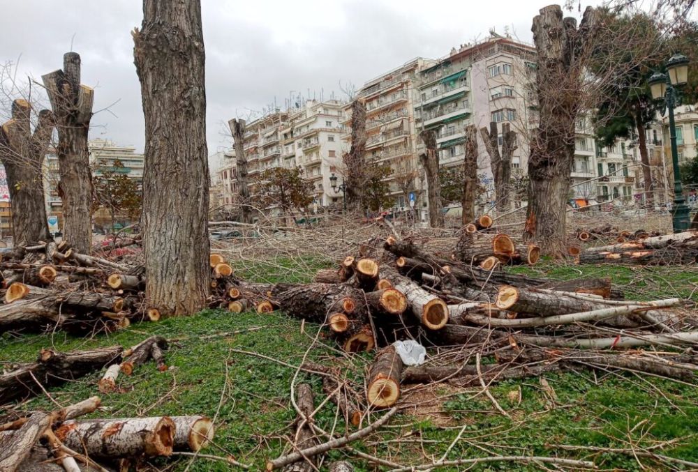 Αντίθετο στην κοπή των δέντρων το Τμήμα Δασολογίας του ΑΠΘ