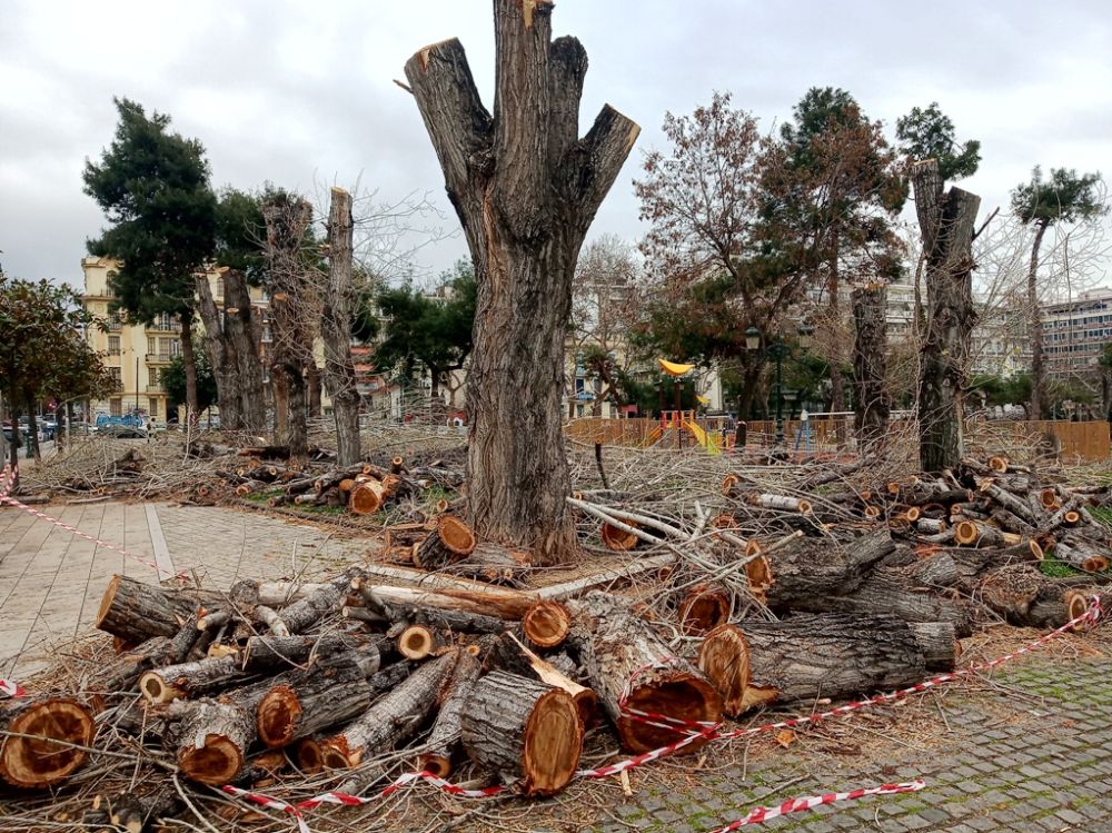 Τί συμβαίνει με τα δέντρα στη Θεσσαλονίκη;