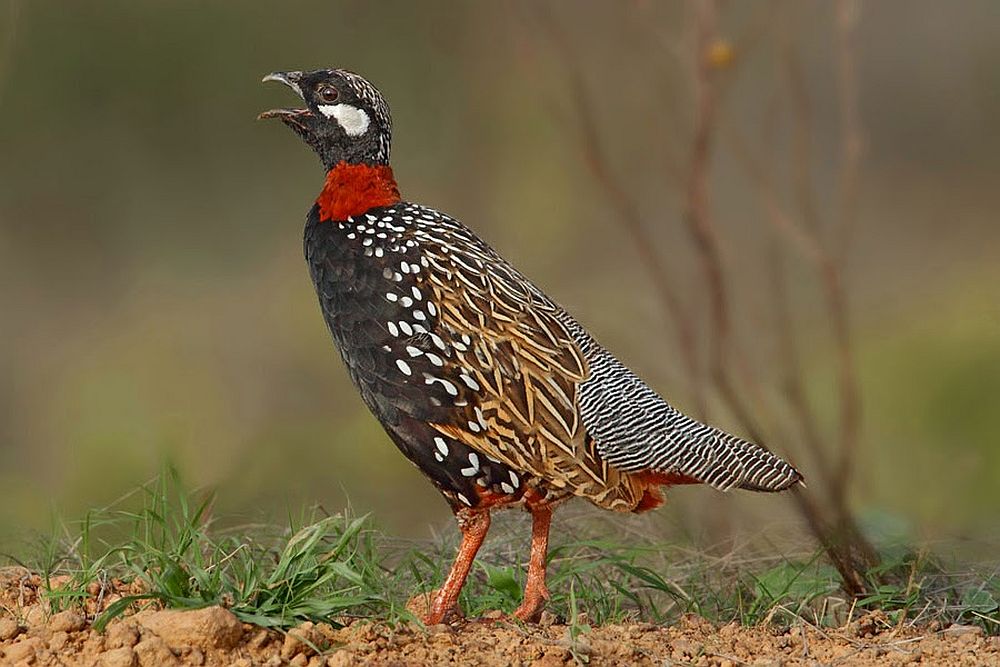Περιβάλλον: Η πανίδα χάνεται, η Ελλάδα μαζεύει καταδίκες…
