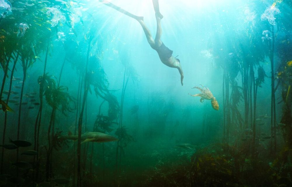 Ένα χταπόδι με μεγάλη καρδιά