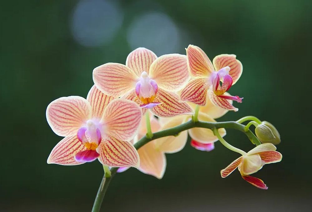 Ποια λουλούδια είναι οι «πρωταγωνιστές» για τις ημέρες του Πάσχα