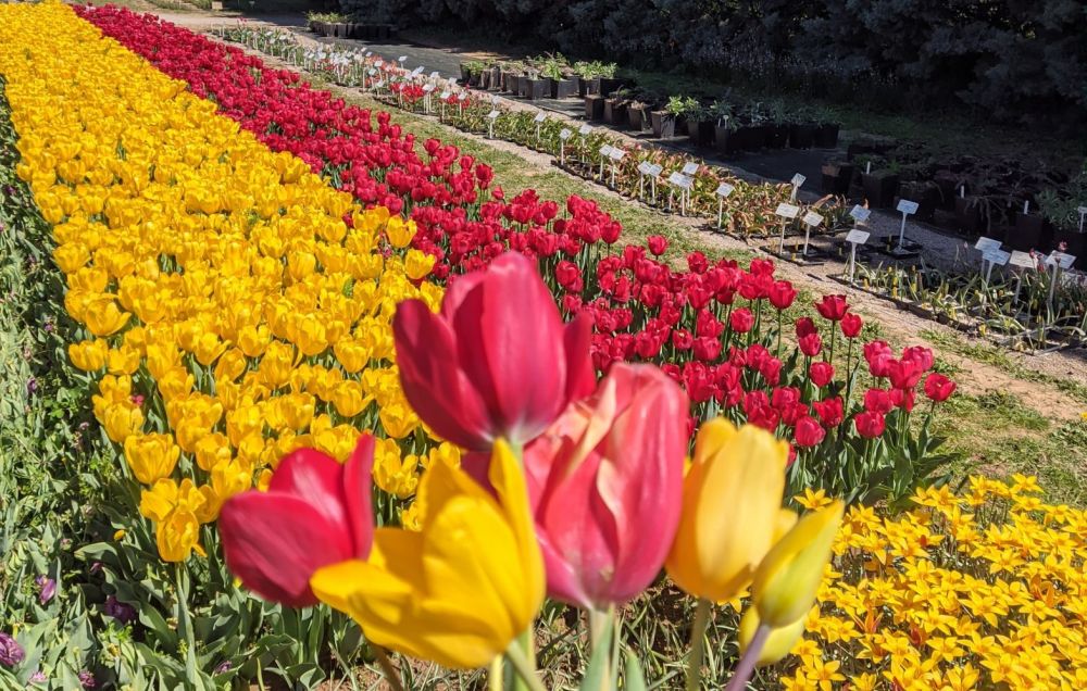 Ένα μικρό τρίχρωμο λιβάδι από ελληνικά είδη τουλίπας άνθισε στη Θέρμη