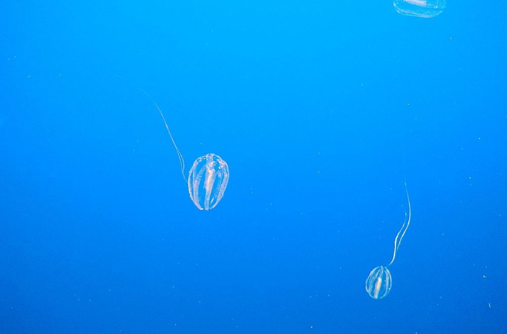 Πώς έμοιαζαν τα πρώτα ζώα;
