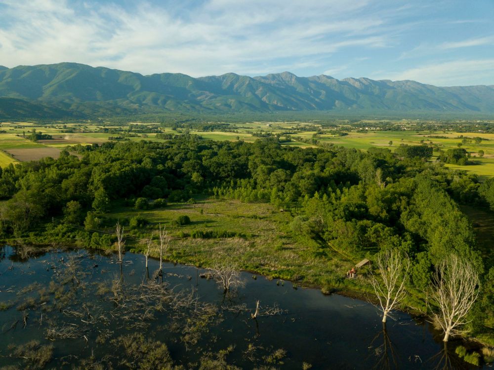 Διατηρητέο μνημείο της φύσης, το Δάσος των Μουριών με αιωνόβια δέντρα