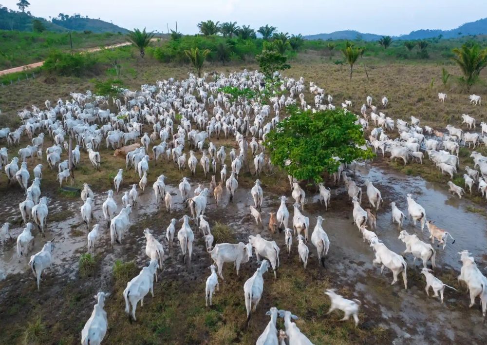 Αμαζόνιος: Έκοψαν 800 εκατ. δέντρα σε έξι χρόνια