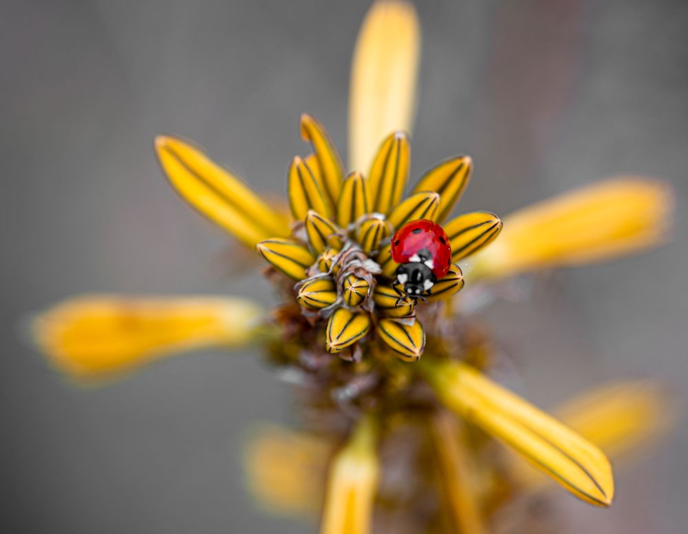 Οδηγίες για ίαση και ευεξία μέσα από τα αρωματικά φυτά