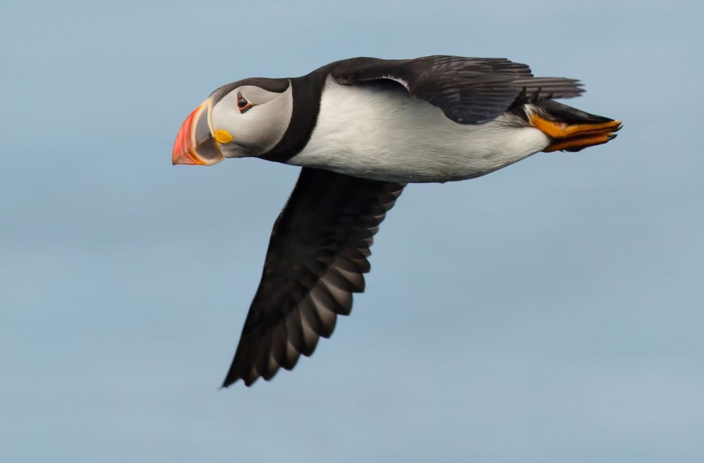 Το πουλί που «πετά» κάτω από τη θάλασσα