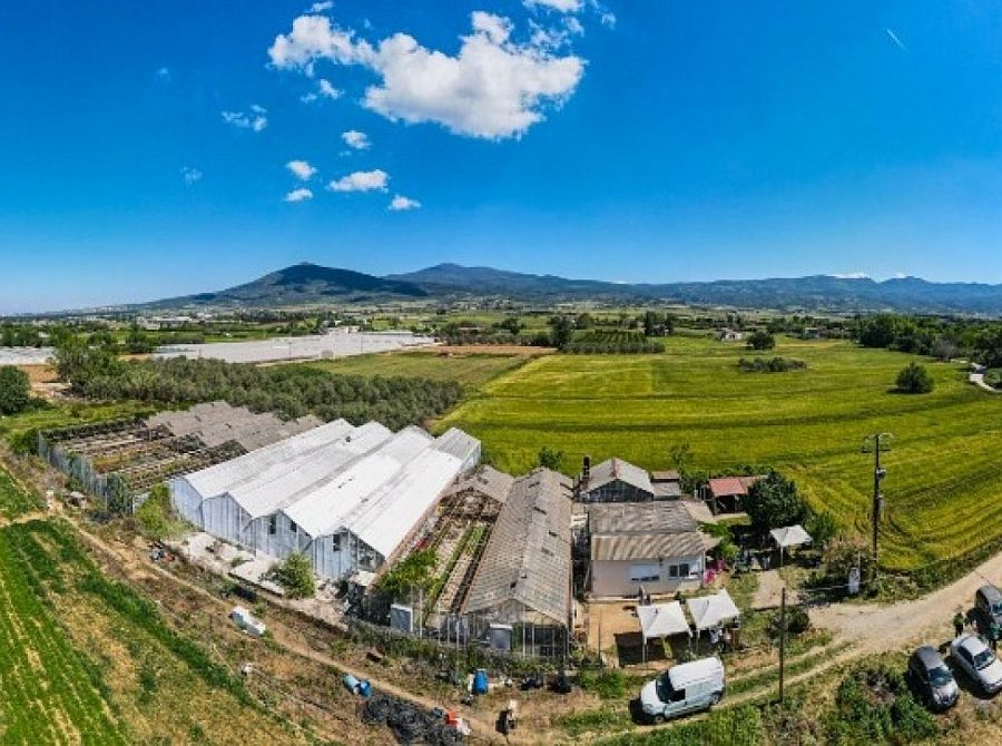 «Είναι η τρελή ροδιά που μάχεται τη συννεφιά του κόσμου;»