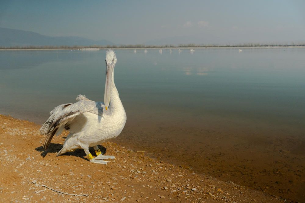 Ανάπηρα πουλιά έχουν βρει καταφύγιο στο φιλόξενο άσυλο της Κερκίνης